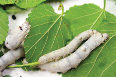 sirotrofia3.png